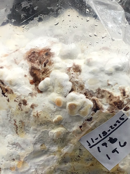 Shittake rind beginning to form after 28 days