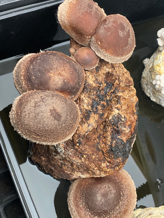 Shiitake 75 block with mature caps
